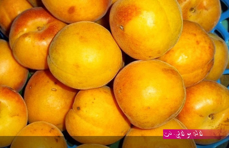 لالة مولاتي.نت lalamoulati.net