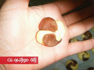 4 أشكال مختلفة من حلويات دواز أتاي بعجين واحد فقط بالصور