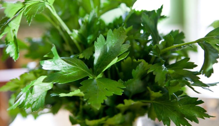 فوائد المعدنوس وأهميته