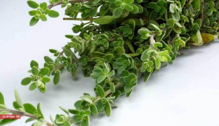 فوائد عشبة البردقوش