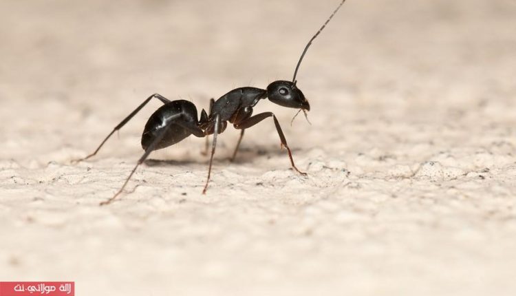 كيف تكافحي النمل وتتخلصي منه في منزلك