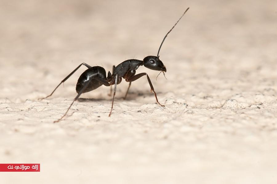 كيف تكافحي النمل وتتخلصي منه في منزلك