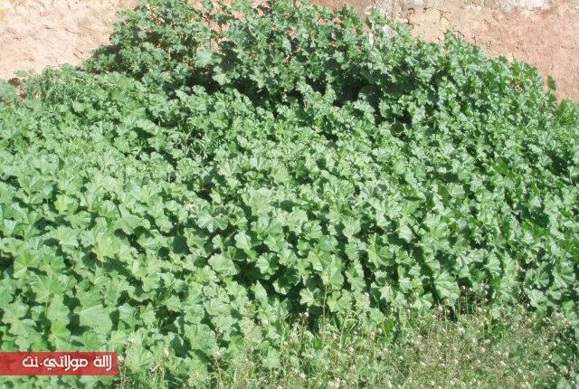 نبات البقولة