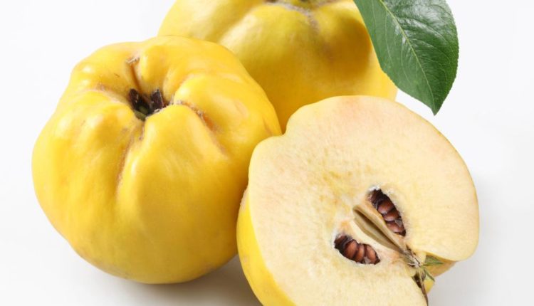 فوائد السفرجل