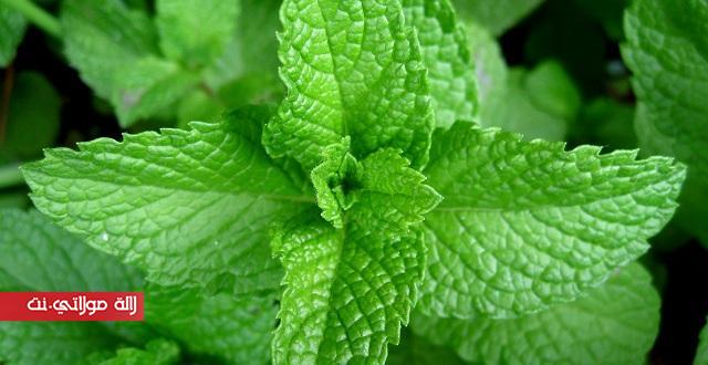 فوائد النعناع