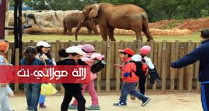 مؤلم: فيل يقتل طفلة عمرها 7 سنوات في حديقة الحيوانات بالرباط