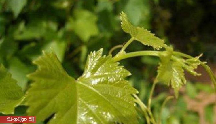تعرفوا على الفوائد المذهلة لورق العنب