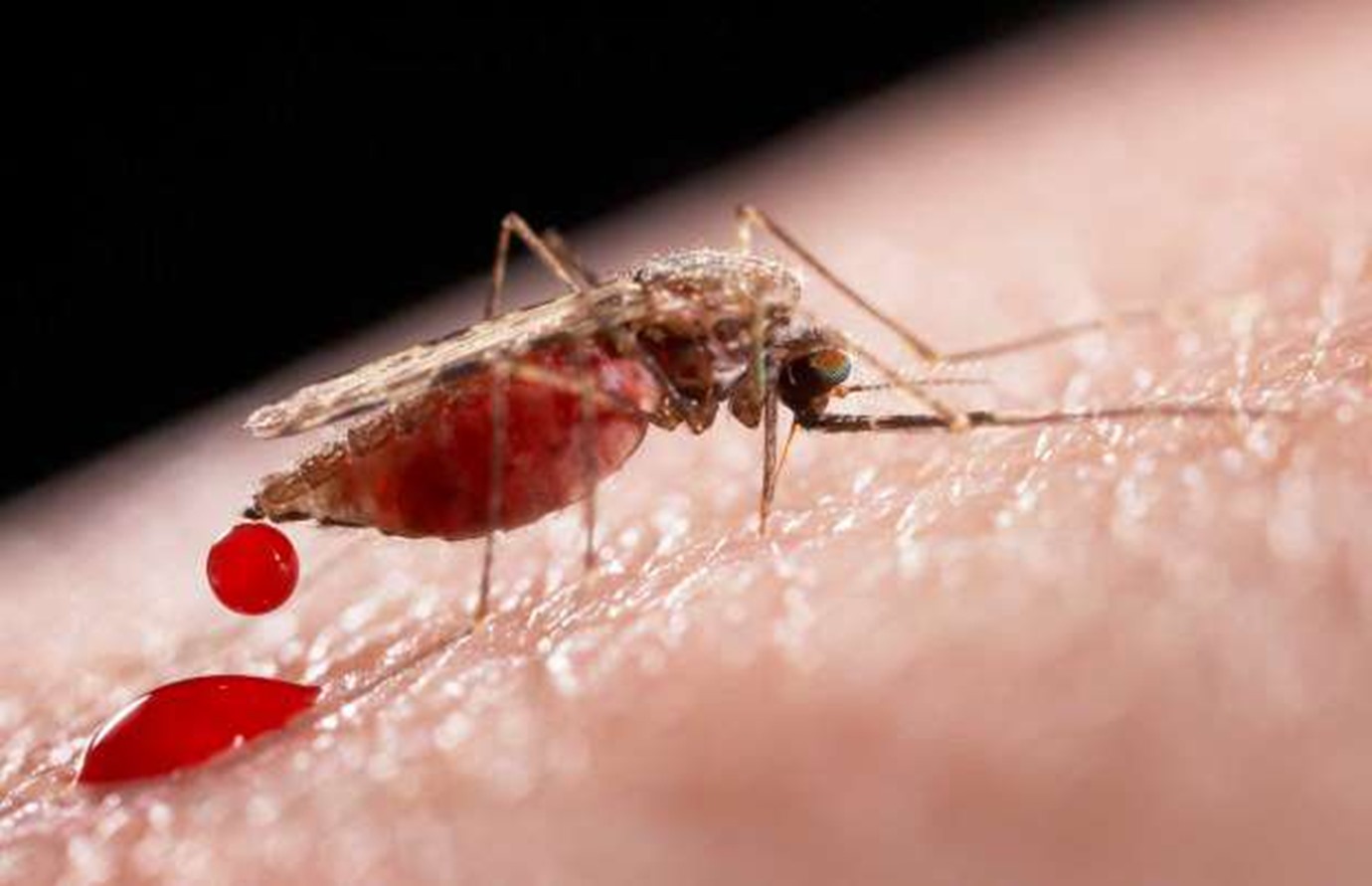 Заражение человека малярией происходит. Малярийный плазмодий и малярийный комар. Малярия комар.